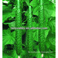 Hybrid F1 Parthenocarpic Cucumber Seeds For Sale-High Germination!